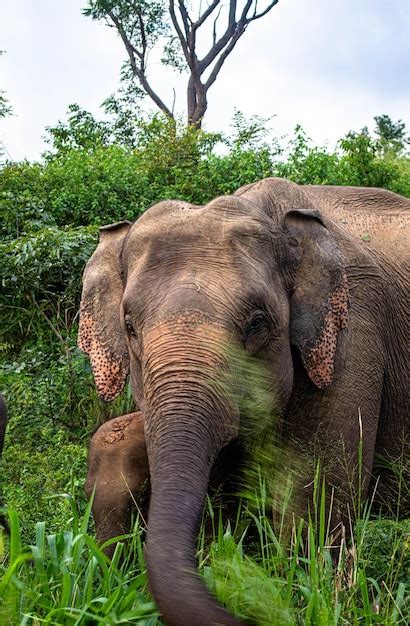 The Enigmatic Significance and Transcendent Interpretation of Dreaming about Majestic Pachyderms