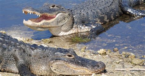 The Enigmatic Significance of Alligator Visions