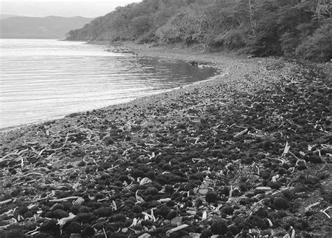 The Enigmatic Significance of Cars Descending in Aquatic Environments