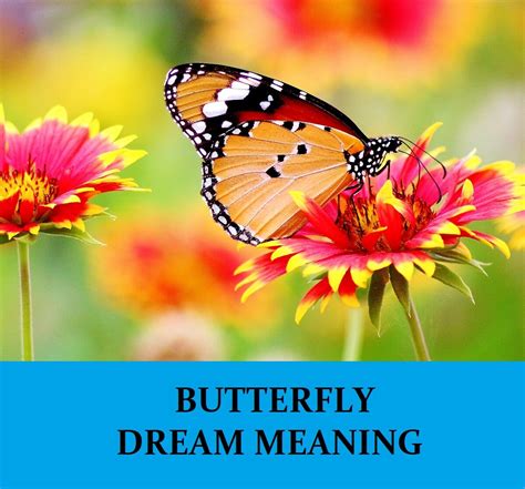 The Enigmatic Significance of Dreams Involving Butterflies