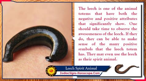 The Enigmatic Significance of Leeches in Dreams