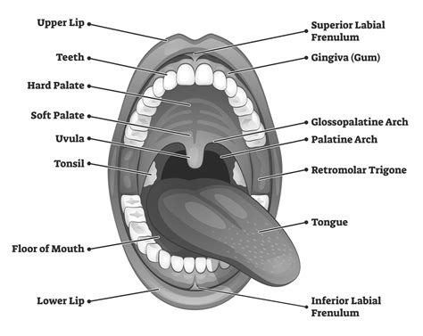 The Enigmatic Significance of Shattered Fragments within One's Oral Cavity