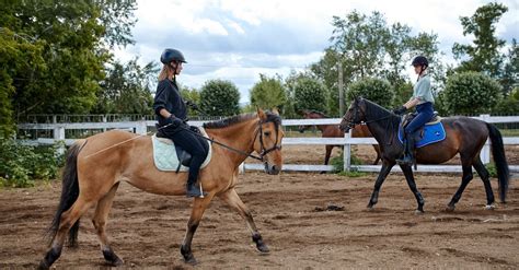 The Enigmatic Significance of a Light Chestnut Equine in One's Dreams