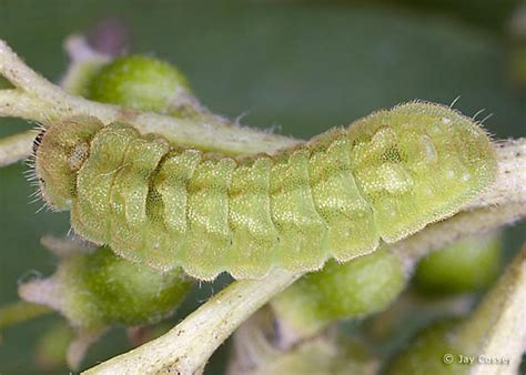 The Enigmatic Significance of the Azure Larva