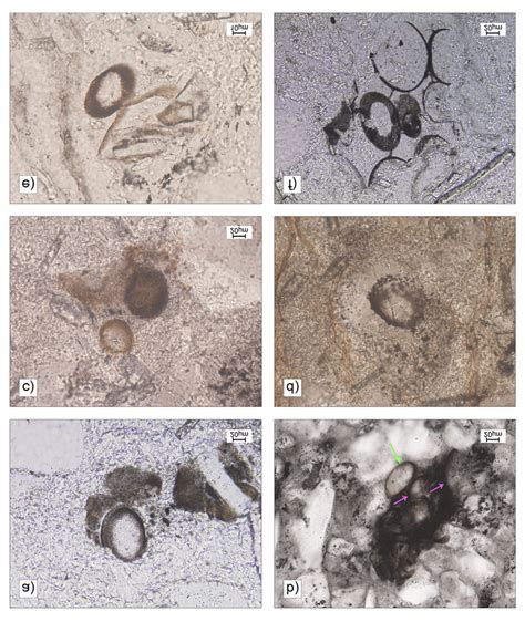 The Enigmatic Significance of the Fragmented Ovoid