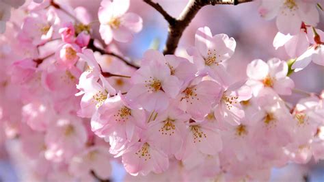 The Enigmatic Symbolism of Scarlet Blossoms