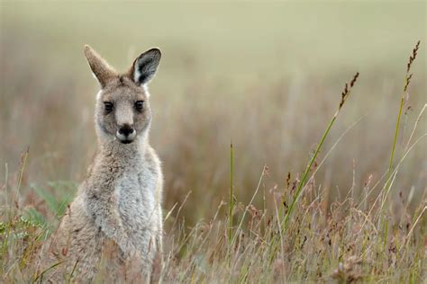 The Enigmatic Symbolism of the Dark Kangaroo