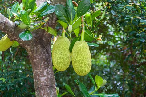 The Enigmatic Symbolism of the Majestic Jackfruit Tree