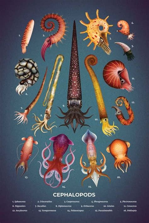 The Enigmatic Symbolism of the Mysterious Dark Cephalopod