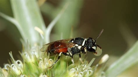 The Enigmatic Universe of Bees Unveiled