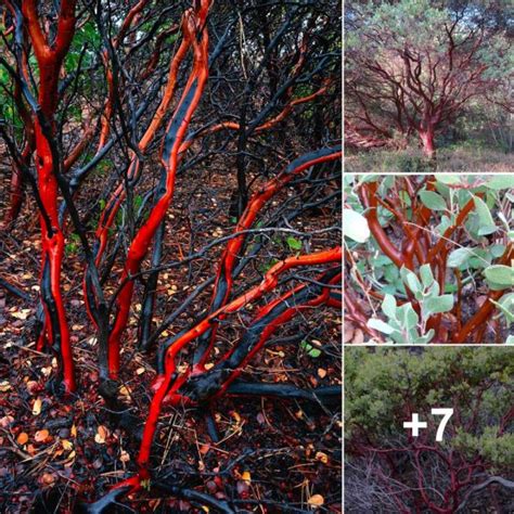 The Enigmatic Vision of Crimson Auricle: Delving into its Intricate Significance