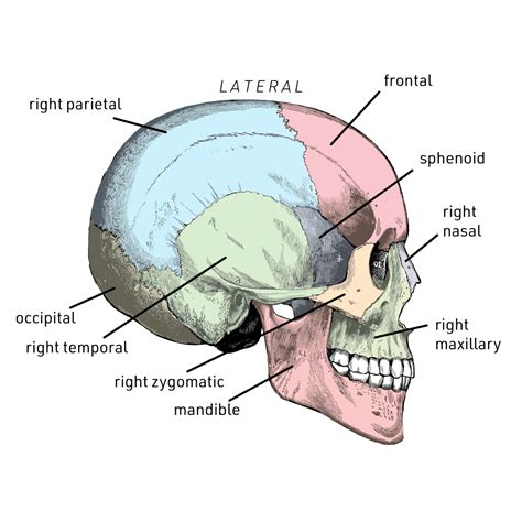 The Enigmatic Vision of a Infant Descending onto Your Cranium: Decoding Its Conceivable Implications