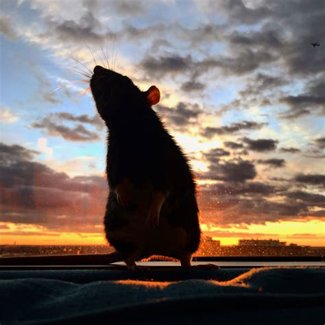 The Enigmatic Vision of a Majestic Slate-Colored Rodent