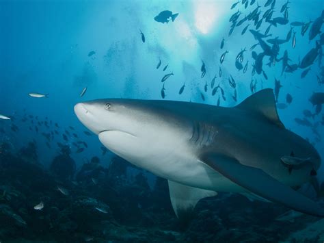 The Enigmatic World of Bull Sharks