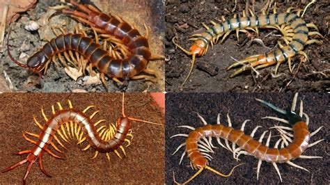 The Enigmatic World of Centipede Cuisine