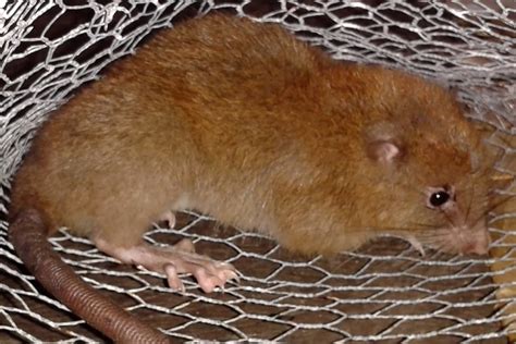 The Enigmatic World of Giant Rats: Exploring the Unusual Existence