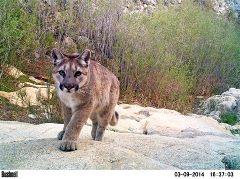 The Enigmatic World of Mountain Lions