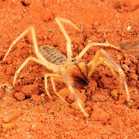 The Enormous Size of the Camel Spider: Fact or Fiction?