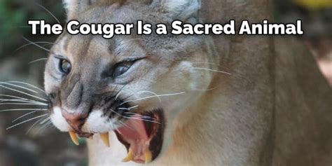 The Essence of the Untamed: Unveiling the Spiritual Significance of Cougar Visions