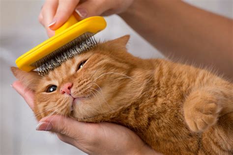 The Essentials of Cat Care: Feeding, Grooming, and Hygiene