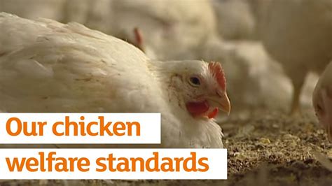 The Ethical Debate: Striking a Balance Between Chicken Welfare and Human Desires