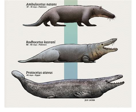 The Evolutionary Journey of an Intriguing Aquatic Creature