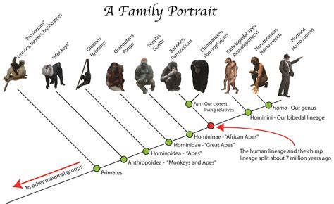 The Evolutionary Significance: Bringing Babies and Parents Together