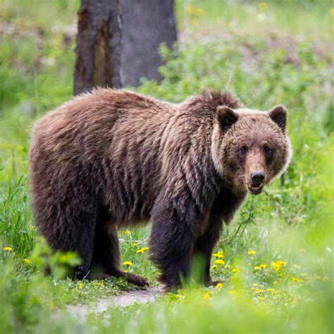 The Exceptional Nature of Bear as a Companionship