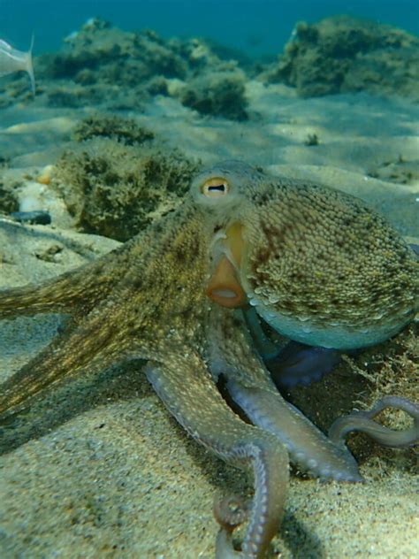 The Excitement of Having an Octopus: A Unique Choice in Pet Ownership