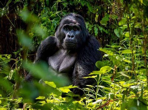 The Excitement of Monkey Encounters: Embarking on a Journey through the Primate Kingdom