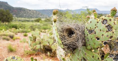 The Excitement of the Search: Where to Explore for Avian Nests