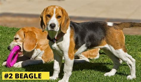 The Exciting Journey Begins: Making the Decision to Welcome a Beagle Companion