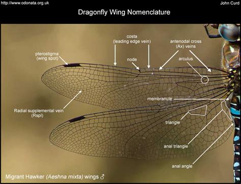 The Exquisite Elegance of Dragonfly Wings