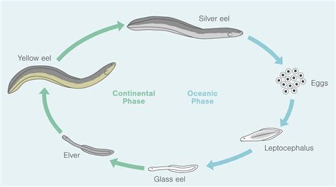 The Extraordinary Life Cycle of Eels