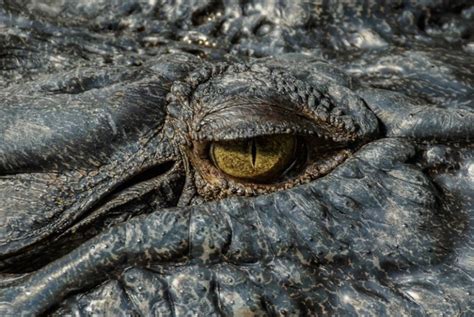 The Fascinating Anatomy of Crocodile Tears