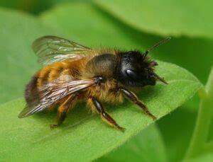 The Fascinating Attributes of Solitary Bees