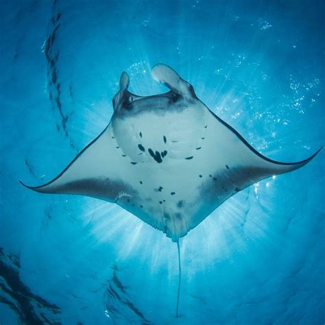 The Fascinating Behavior of Massive Stingrays