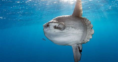 The Fascinating Color Palette of the Majestic Ocean Sunfish