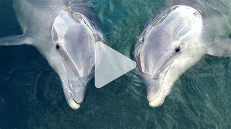 The Fascinating Communication and Social Behavior of Majestic Dolphins