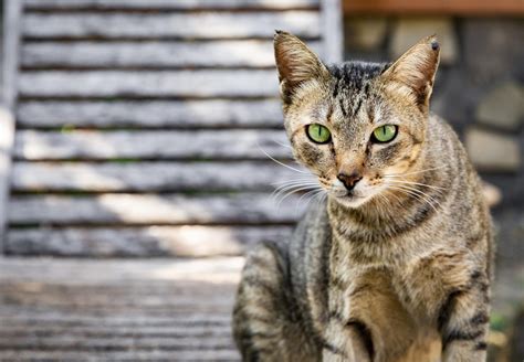 The Fascinating Connection Between Felines and Aquatic Environments in the Subliminal Realm