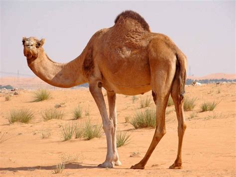 The Fascinating Experience of Being Gnawed by a Dromedary