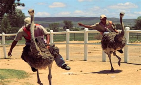 The Fascinating Experience of Being Pursued by an Ostrich