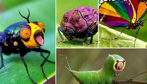 The Fascinating Insights Into Insect-Related Dream Phenomenon: Recent Revelations and Theories