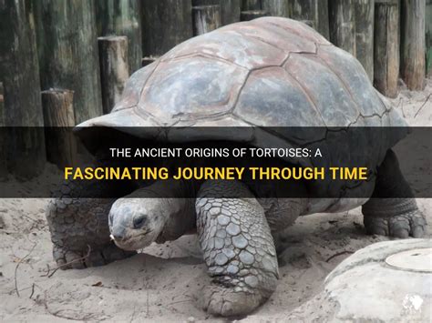 The Fascinating Journey of an Aerial Tortoise