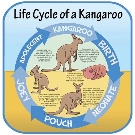 The Fascinating Life Cycle of Kangaroos