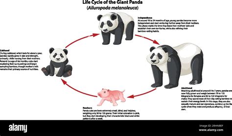 The Fascinating Life Cycle of Little Panda Cubs