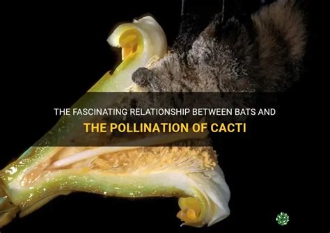 The Fascinating Link Between Bats and Plant Pollination