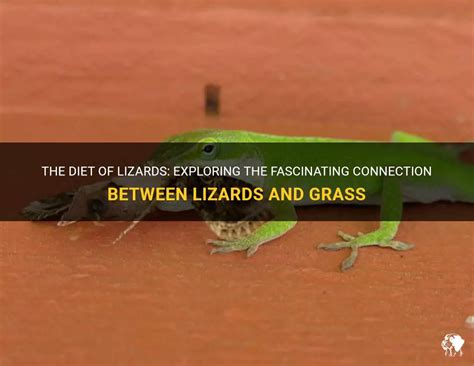 The Fascinating Link Between Lizards and Metamorphosis