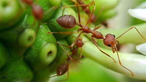 The Fascinating Link between Army Ants and Plants