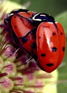 The Fascinating Realm of Ladybirds: A Journey into their Symbolic Significance and Interpretations